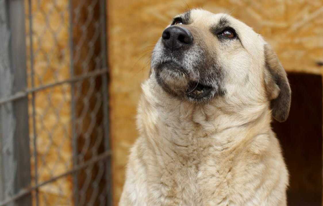уменьшение популяции бездомных животных гуманным способом Собака Анька в новом вольере после стерилизации